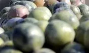 کشف بیش از یک تن مواد مخدر در سیستان‌وبلوچستان