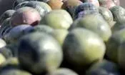 کشف بیش از یک تن مواد مخدر در سیستان‌وبلوچستان
