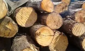 کشف ۱۰ تن چوب جنگلی قاچاق در شفت