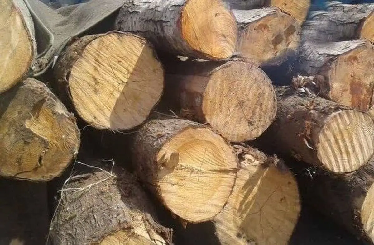 کشف ۱۰ تن چوب جنگلی قاچاق در شفت