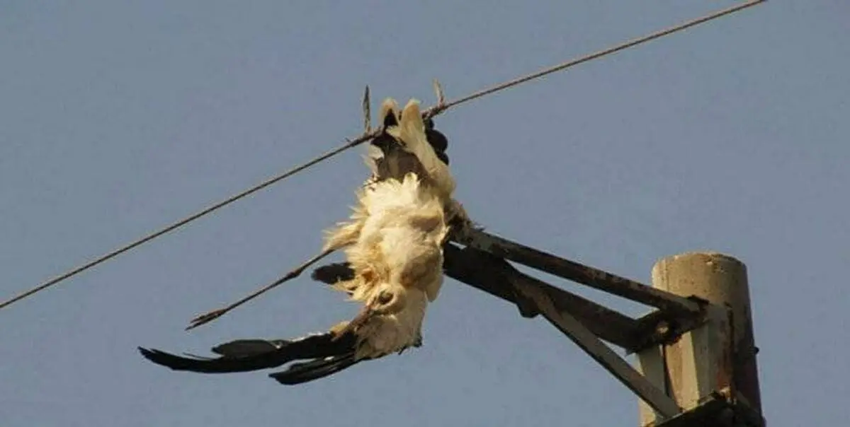 یک پرنده برق پاوه را قطع کرد!