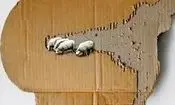 آثار خلاقانۀ هنرمند ایرانی روی بوم‌های غیرمنتظره؛ از مقوا تا اسکاچ 