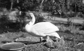 سفر به تاریخ؛ خدمتکاران کاخ ناصرالدین شاه در حال تماشای «قوها»؛ 130 سال قبل