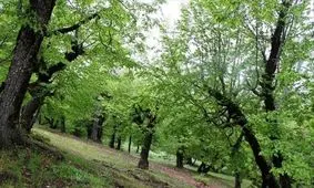 ادامه جستجو برای یافتن دخترک ۷ ساله در کالپوش