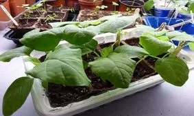 بذر بادمجان را چگونه در آپارتمان پرورش دهیم؟