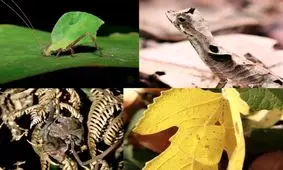 حیوانات شگفت انگیزی که شبیه شاخ و برگ درختان هستند