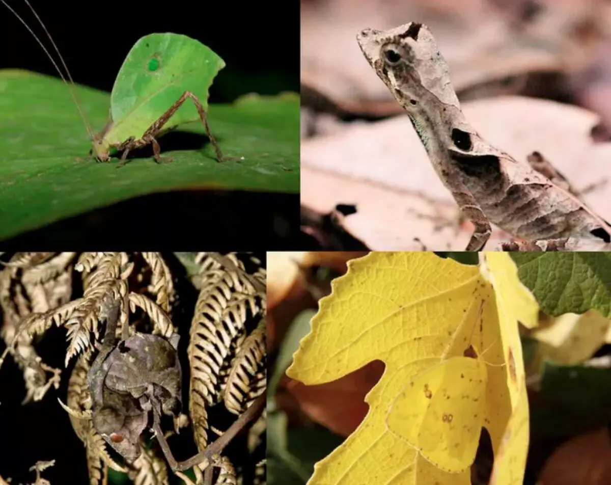 حیوانات شگفت انگیزی که شبیه شاخ و برگ درختان هستند