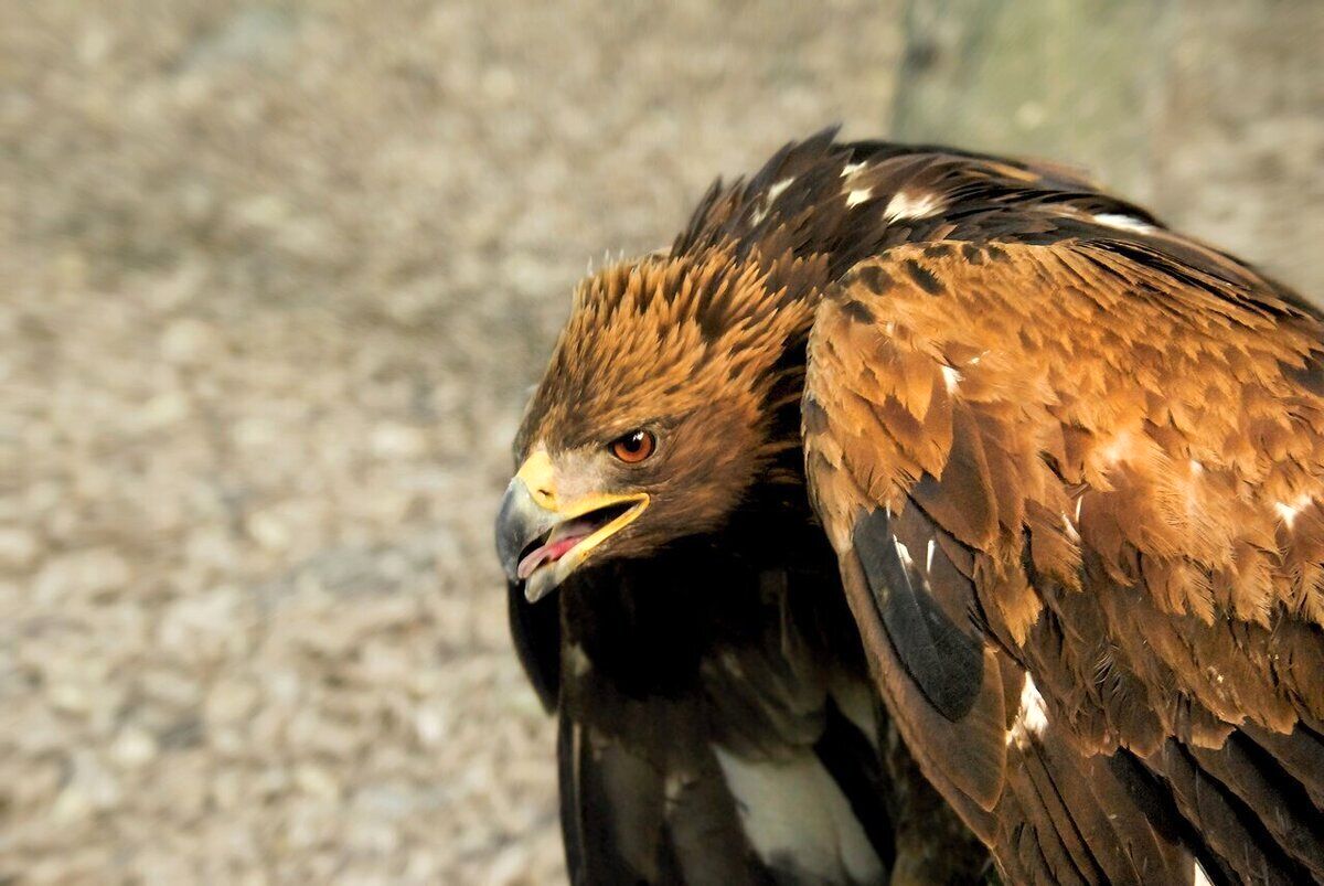 لحظه شکار بز جنگلی توسط عقاب تیزچنگال/ ویدئو