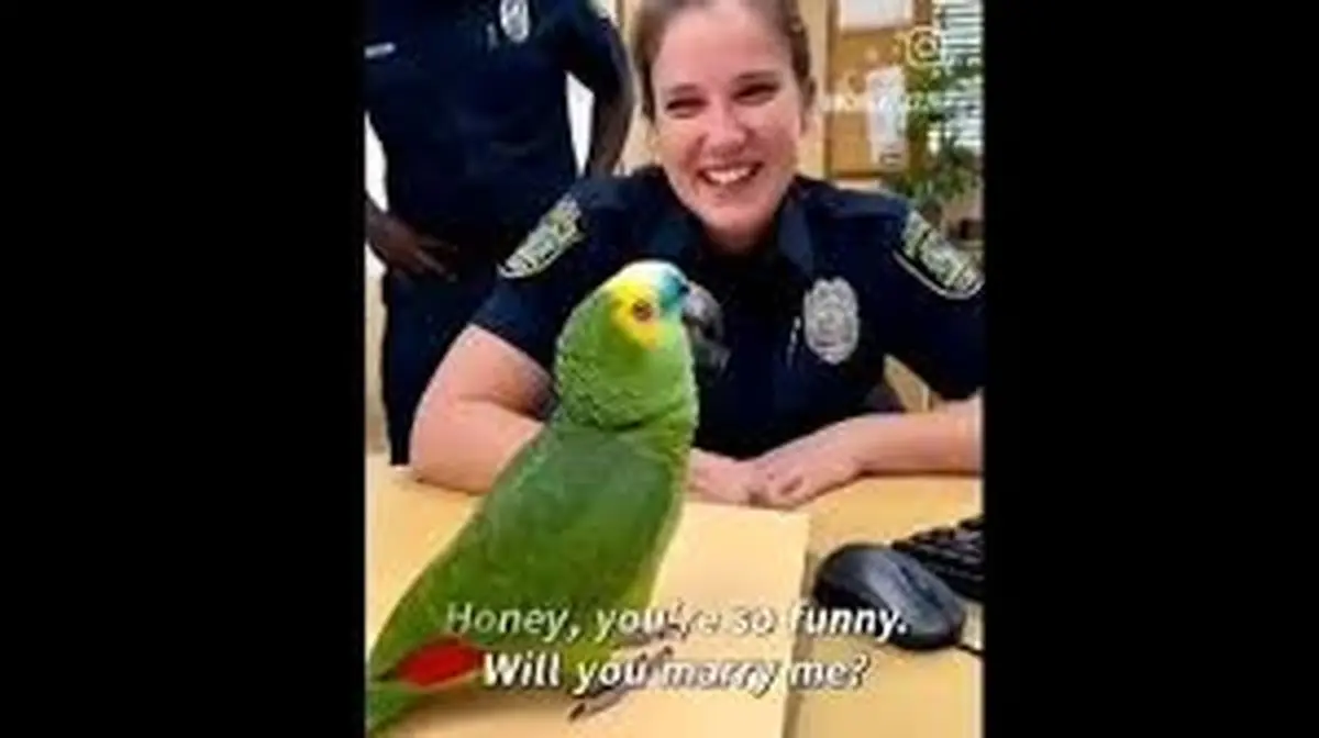 خواستگاری پلیس زن از طوطی/ ویدئو