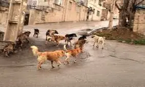 جولان سگهای ولگرد در دماوند؛وقتی یک میش را زنده زنده می خورند/ ویدئو