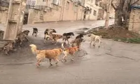 جولان سگهای ولگرد در دماوند؛وقتی یک میش را زنده زنده می خورند/ ویدئو