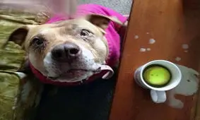 تصاویری از جذاب‌ترین و پشمالوترین سگ و گربه‌های جهان