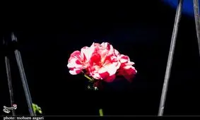 سالیانه حدود ۲ میلیارد شاخه گل دورریز داریم