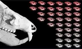 فسیل ۳۸ بچه دایناسور کشف شد