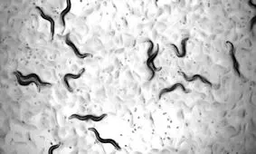 تاثیر یک ترکیب دارویی جدید بر افزایش طول عمر