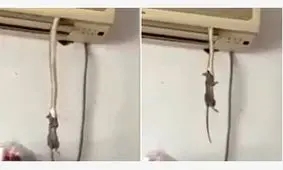 مار درون اسپیلت یک موش را بلعید + فیلم