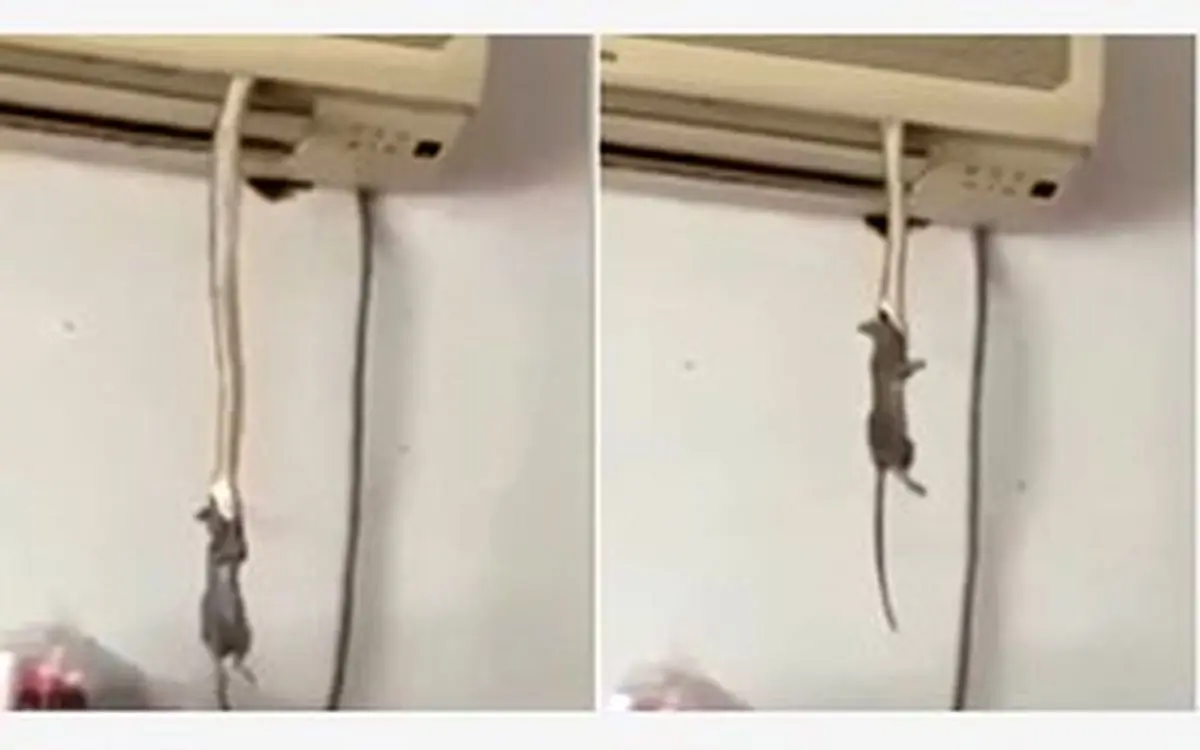 مار درون اسپیلت یک موش را بلعید + فیلم