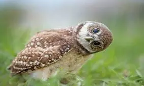 تصاویر خنده دار و سوژه های جالب و دیدنی