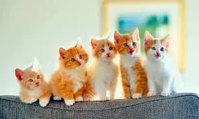 بچه گربه های بامزه/فیلم