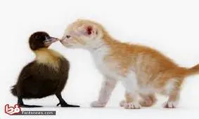 مبارزه جالب و خنده دار بین اردک و گربه/فیلم