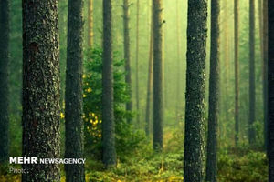 ۱۵ سایت جنگل های هیرکانی ثبت جهانی می شود