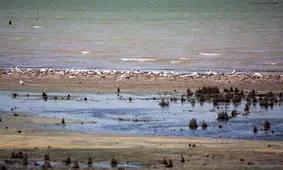 سدسازی‌ غیراصولی "تنها خلیج ایرانی دریای خزر" را خشک کرد