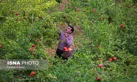 توصیه‌های هواشناسی کشاورزی با کاهش دما در روزهای آینده