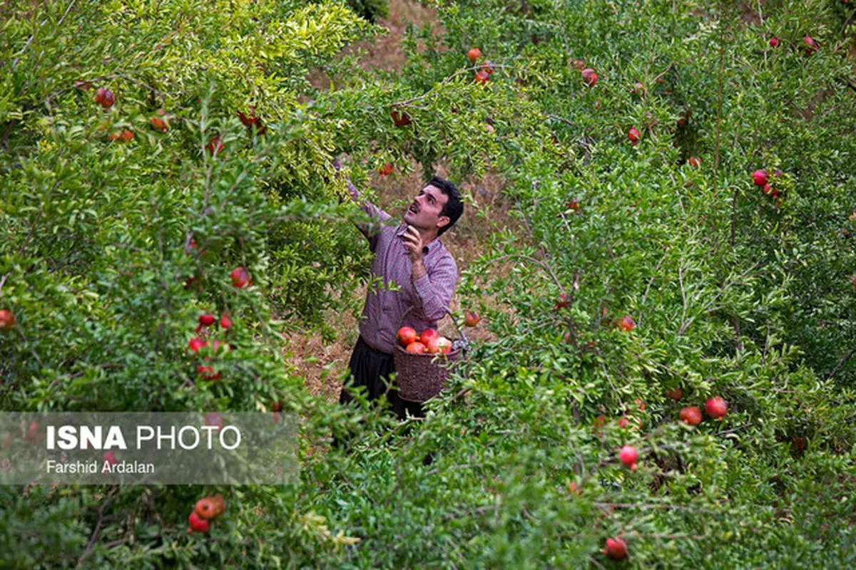 توصیه‌های هواشناسی کشاورزی با کاهش دما در روزهای آینده