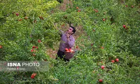 توصیه‌های هواشناسی کشاورزی با کاهش دما در روزهای آینده