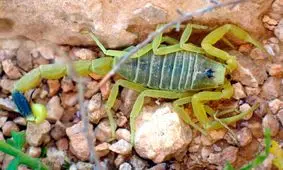 عقربی که گران قیمت‌ترین زهر را دارد/ لیتری ۱۵۰ میلیون دلار برای سخنگوی مرگ! + عکس