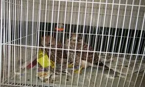 کشف 2 پرنده کمیاب از منزلی در سمنان