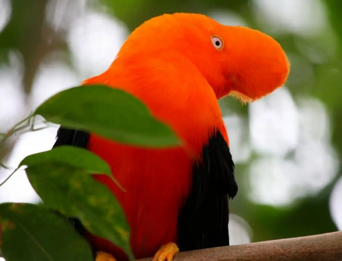عجیب‌ترین پرندگان در حال انقراض جهان+عکس