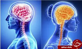 ویژگی‌های جالب مغز زنان/ دلیل زیاد صحبت کردن خانم‌ها نسبت به آقایان چیست؟