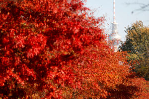 پاییز هزار رنگ!/ یک گزارش تصویری از آتلانتیک