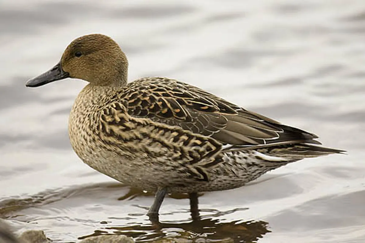 هوش مرغابی را دست کم نگیرید/فیلم