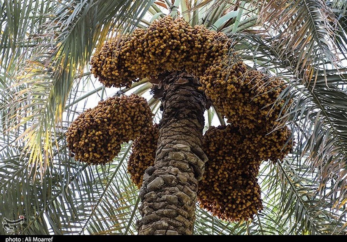 تولید خرمای کشور امسال به ۱.۲ میلیون تن میرسد