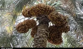 تولید خرمای کشور امسال به ۱.۲ میلیون تن می‌رسد