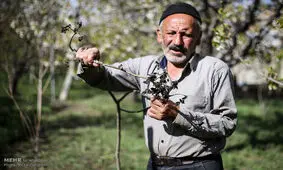 دولت برای جبران خسارات کشاورزان آسیب دیده از سرما تدبیر کند