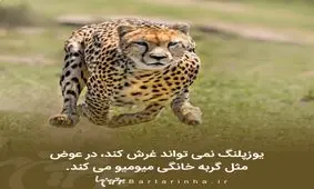 دانستنی‌های جالب؛ از نیکی میناژ بی ادب تا ماه مصنوعی چینی ها!