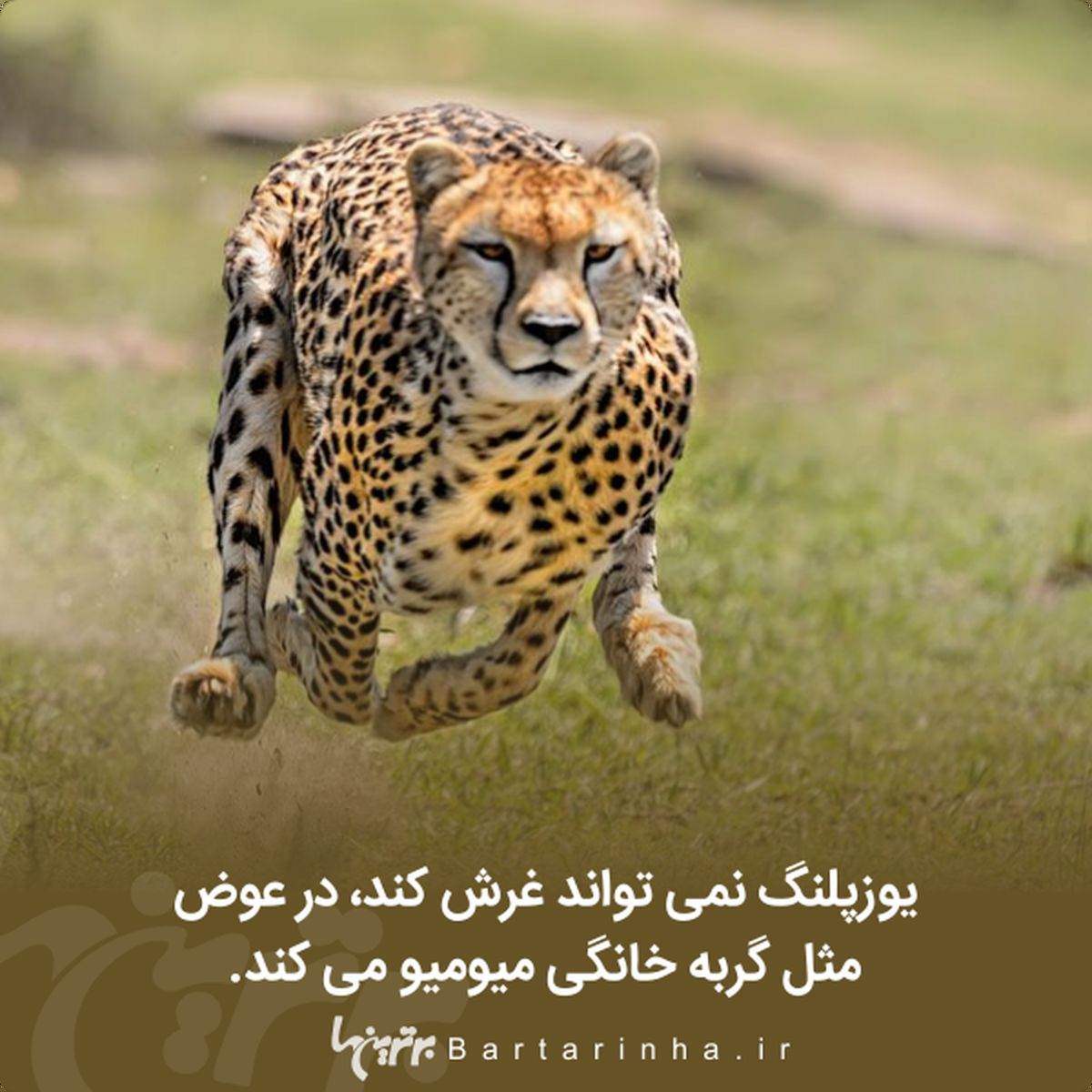 دانستنیهای جالب؛ از نیکی میناژ بی ادب تا ماه مصنوعی چینی ها!