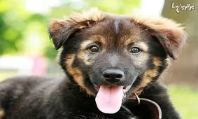 چقدر زبان بدن سگ‌ها را می‌شناسید؟