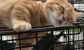 صداگذاری فوق العاده خنده دار برای حیوانات/فیلم