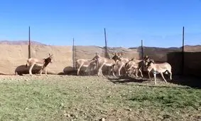 ۱۰ گورخر دیگر به پارک ملی کویر می‌آیند/ تکذیب فرار گورخرها