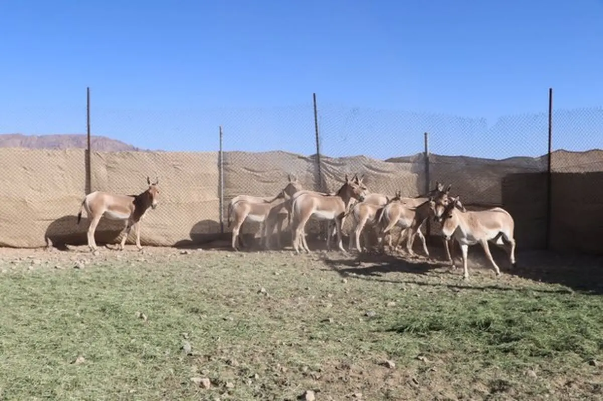 ۱۰ گورخر دیگر به پارک ملی کویر می‌آیند/ تکذیب فرار گورخرها