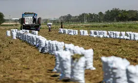 پیش‌بینی برداشت بیش از ۲۰۰ هزار تن سیب‌زمینی