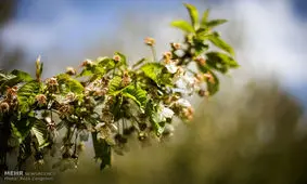 کاهش ۸ درجه ای دمای هوای آذربایجان غربی/ بارش برف در ارتفاعات