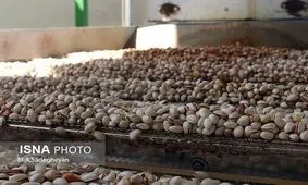 طلای سبز هم مقابل گرمای اردکان تاب نیاورد