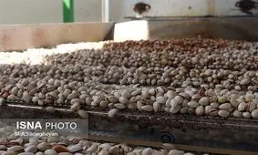 طلای سبز هم مقابل گرمای اردکان تاب نیاورد