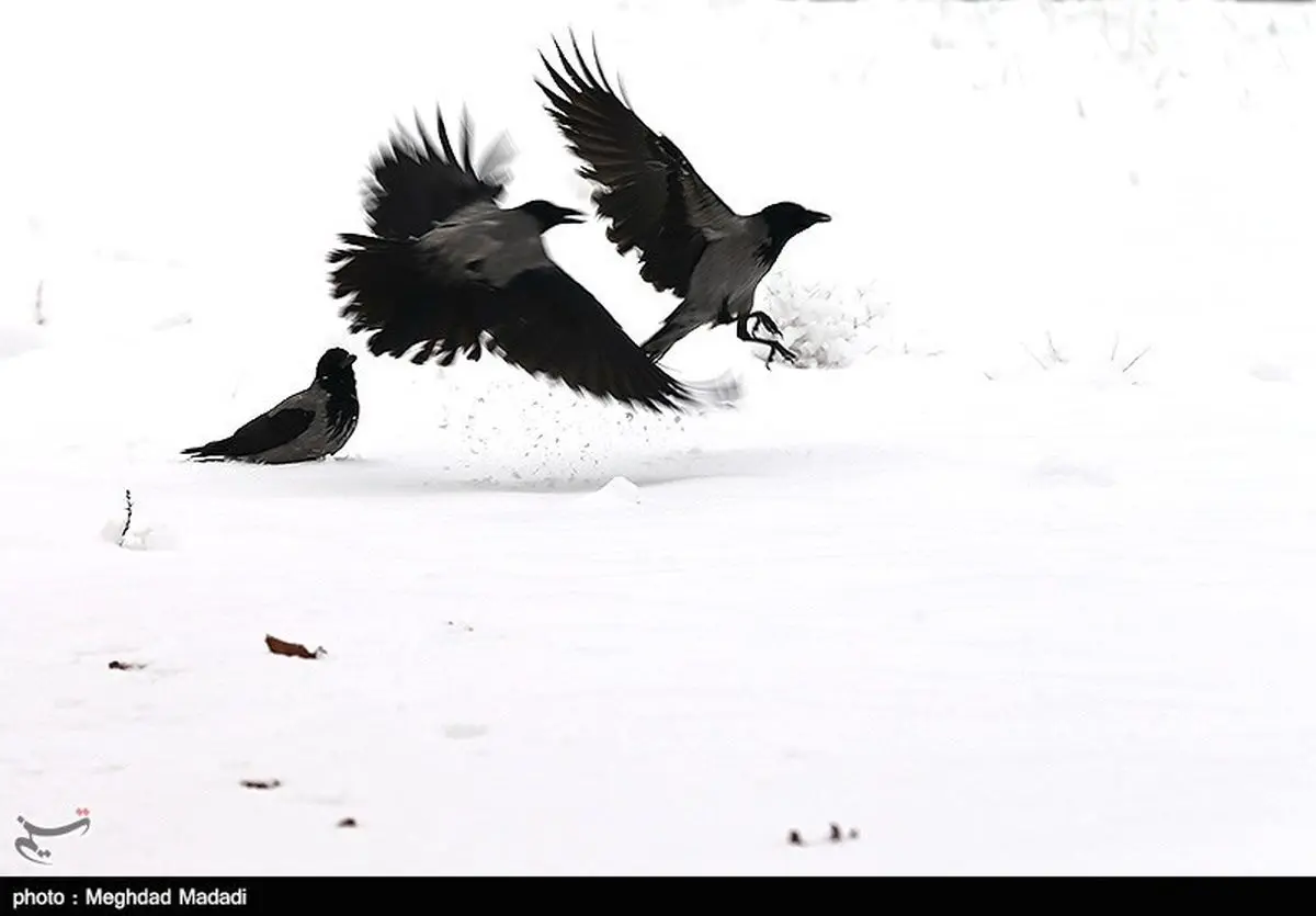 کاهش ۲۰ درجه‌ای دمای هوا در خراسان‌رضوی