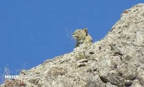شکار لحظه‌ها توسط محیط‌بانان طالقانی/ثبت تصویر پلنگ ایرانی